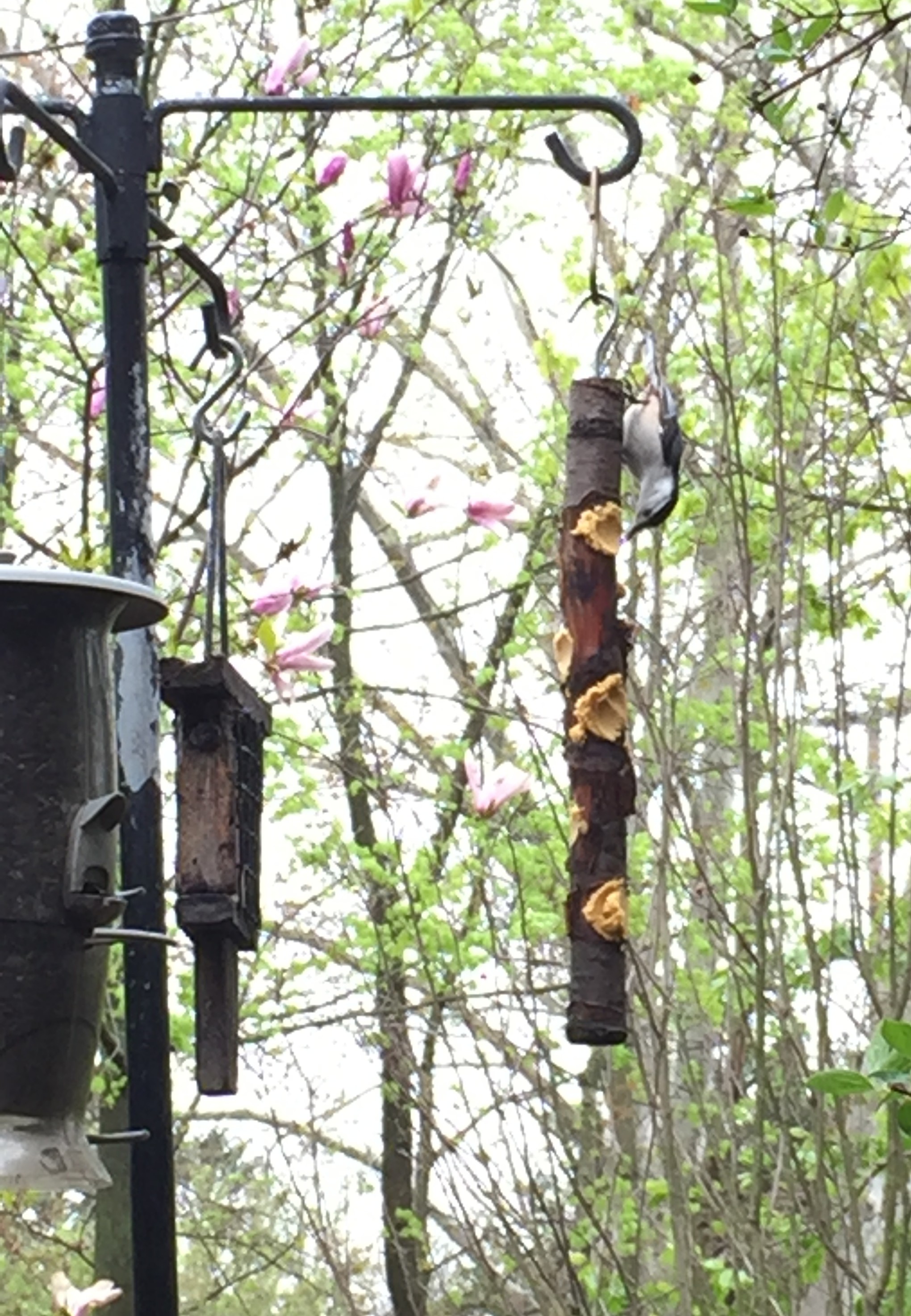 bird feeder