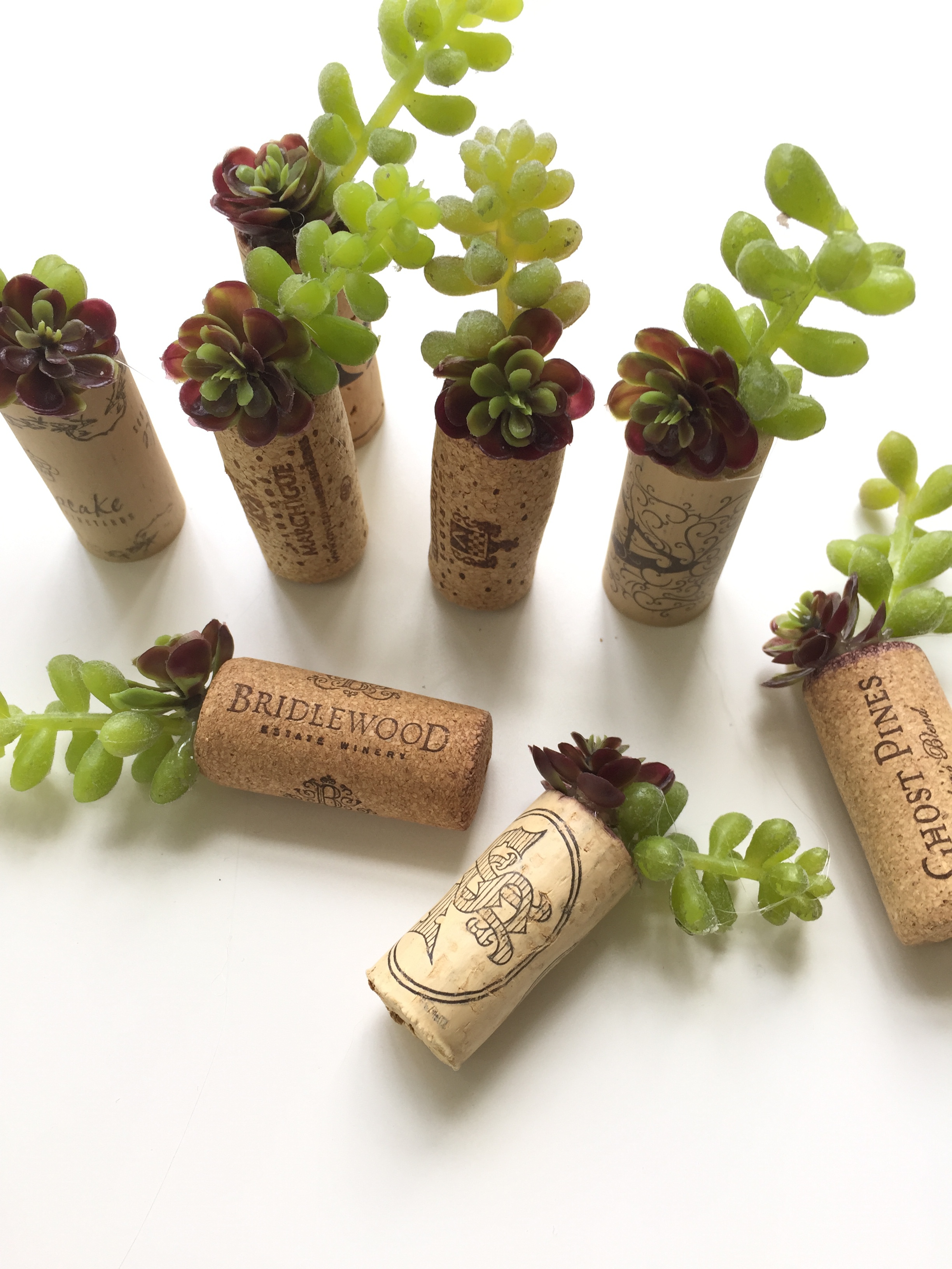 wine corks with succulents