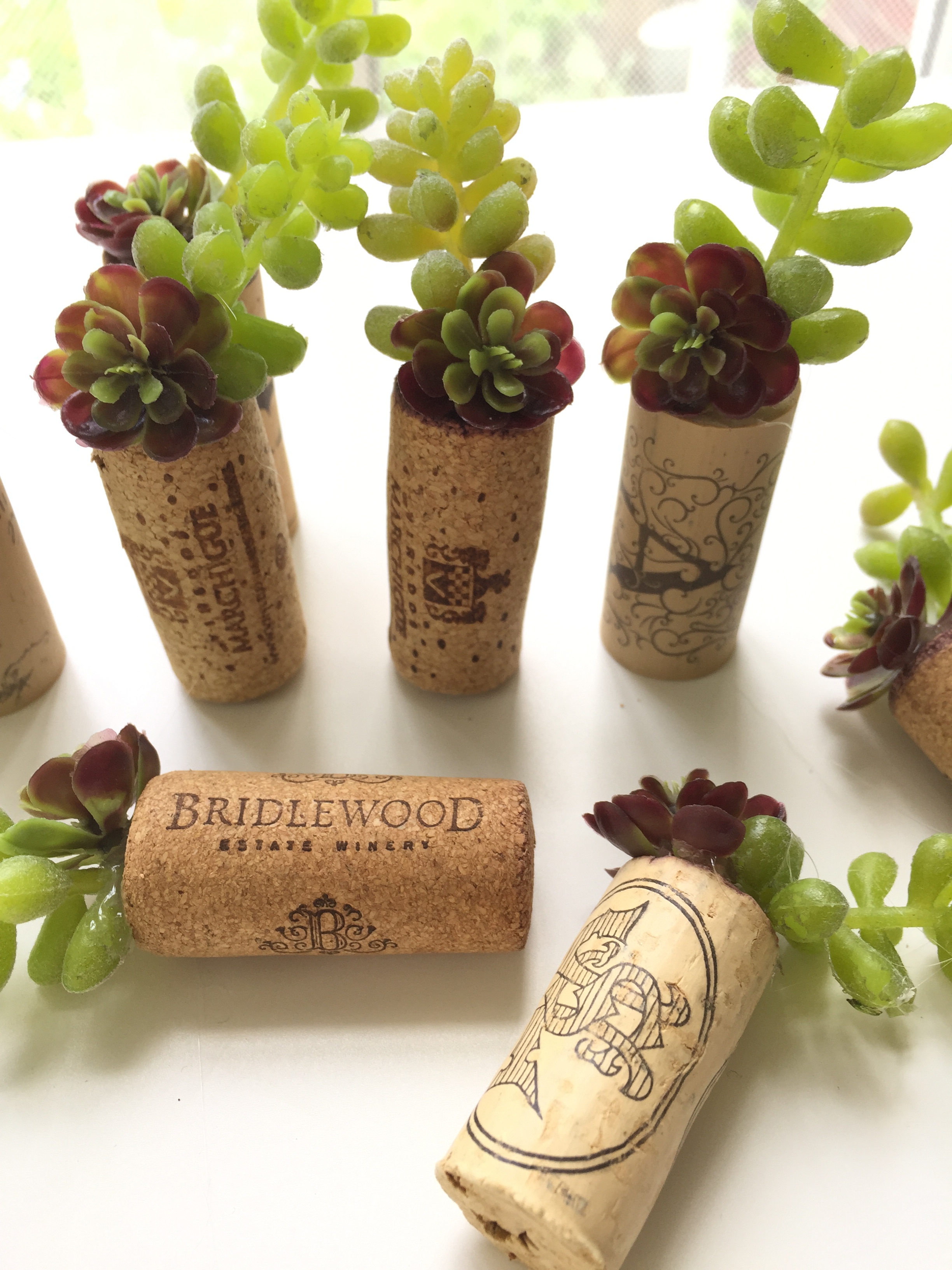 wine corks with succulents