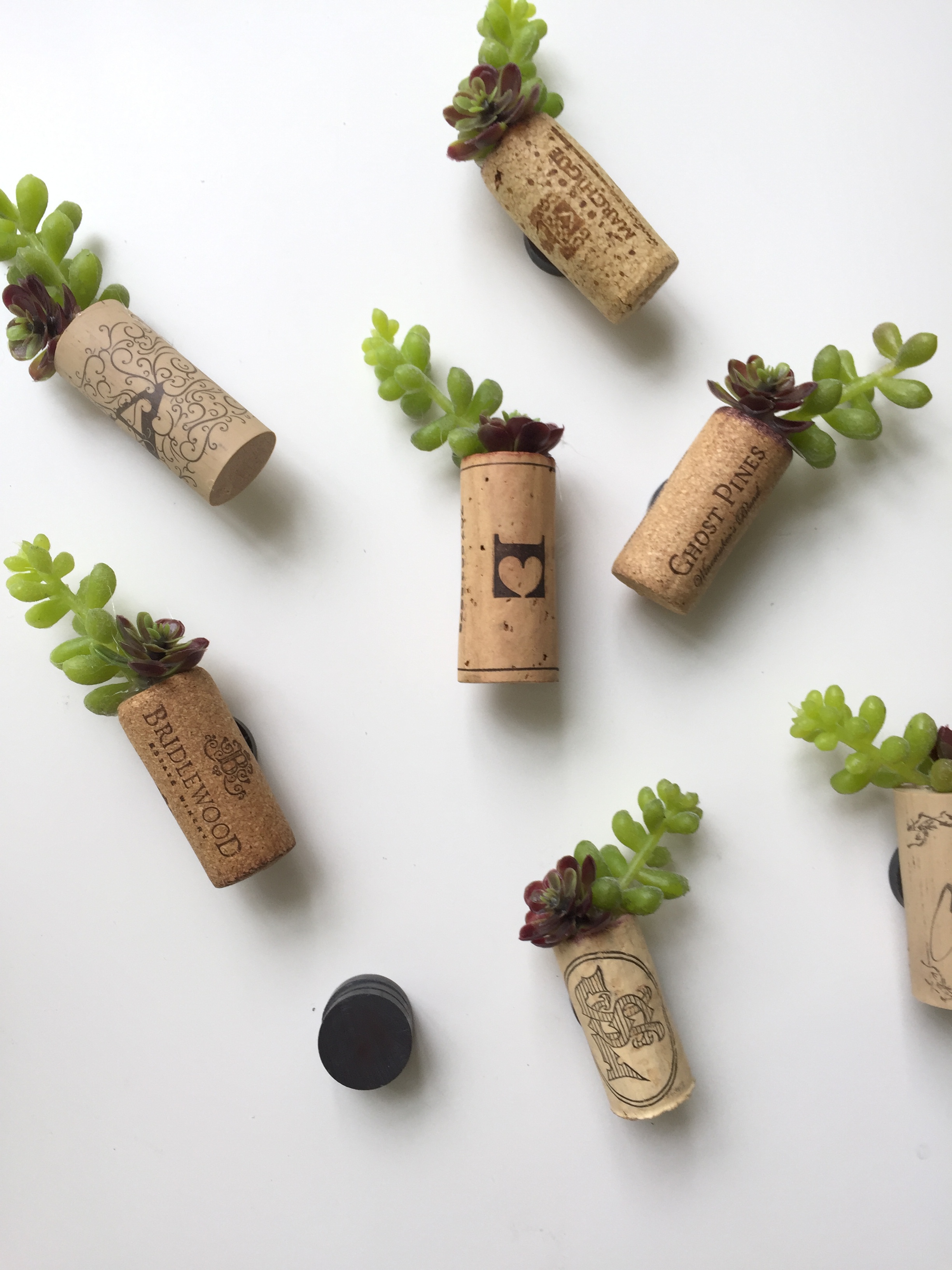 succulent/cork magnets