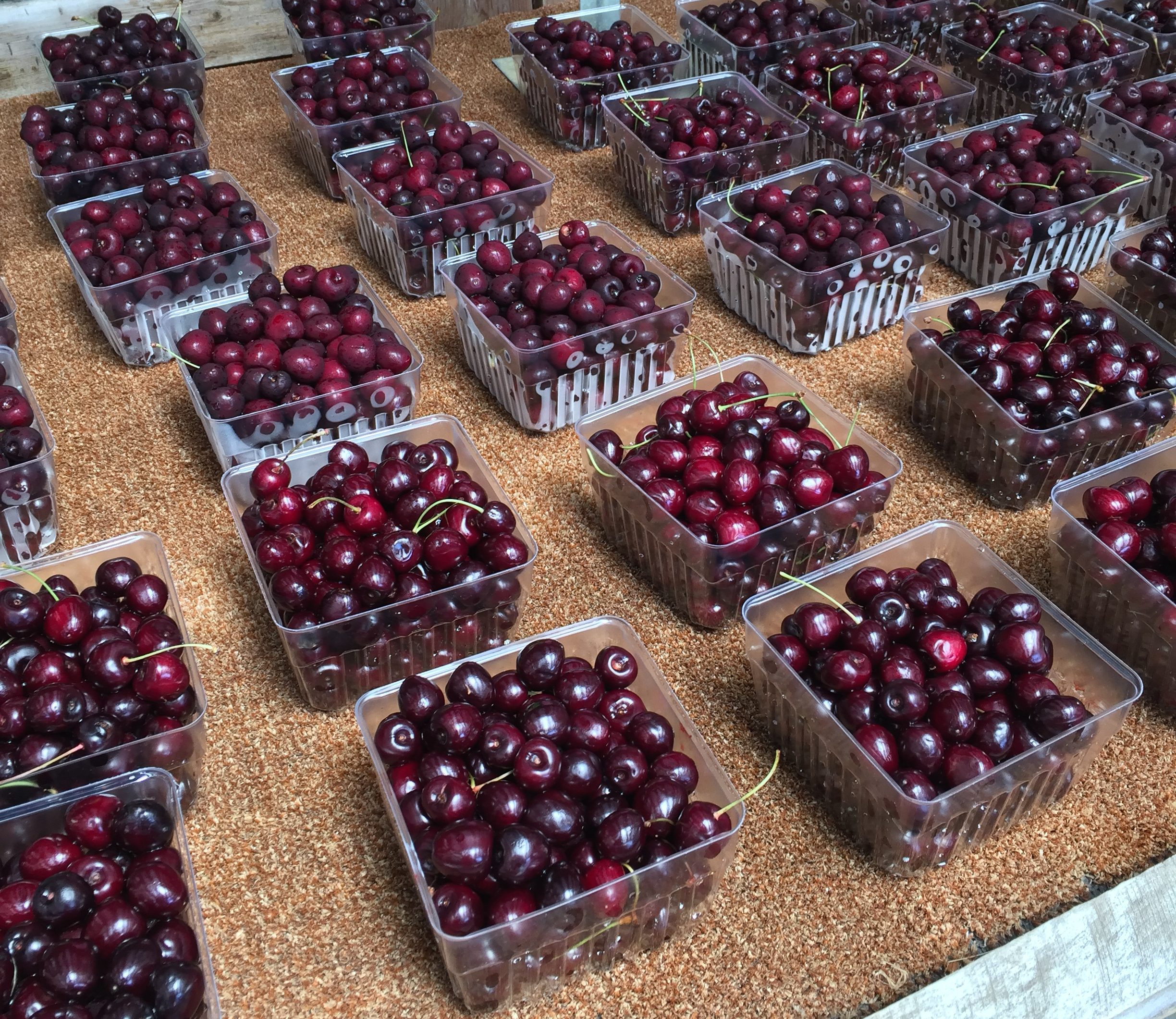 Michigan cherries