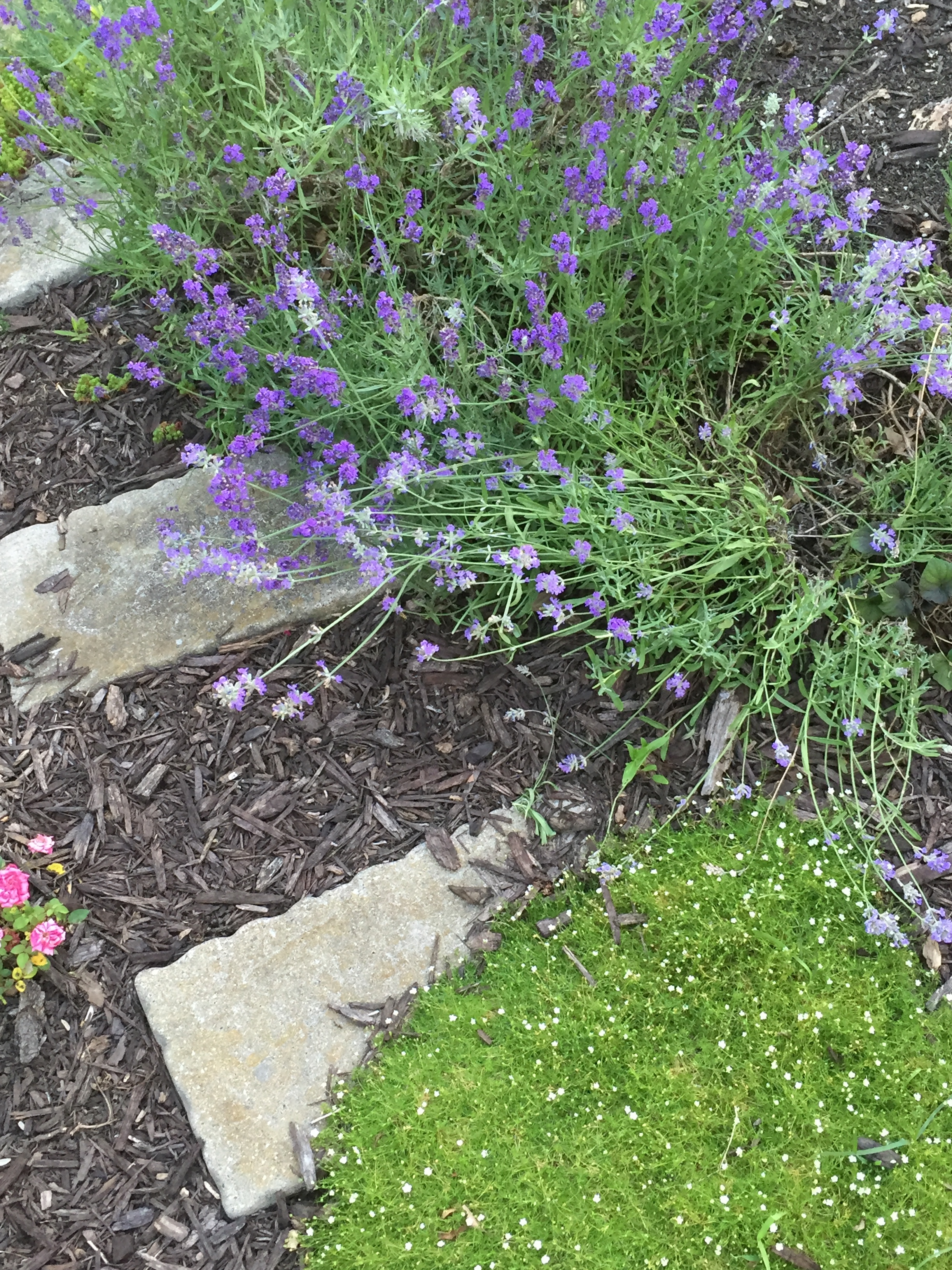 garden path