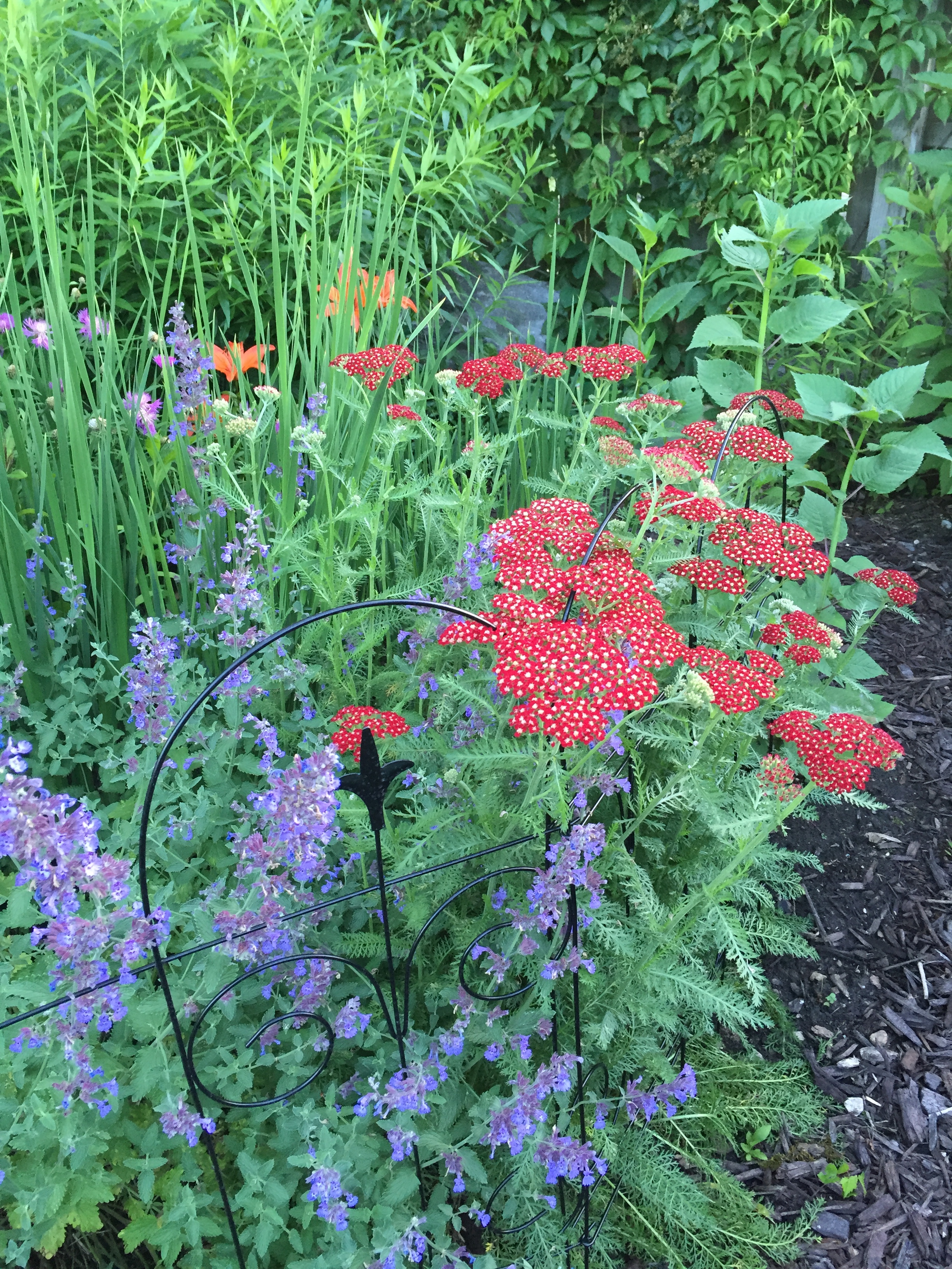 garden flowers