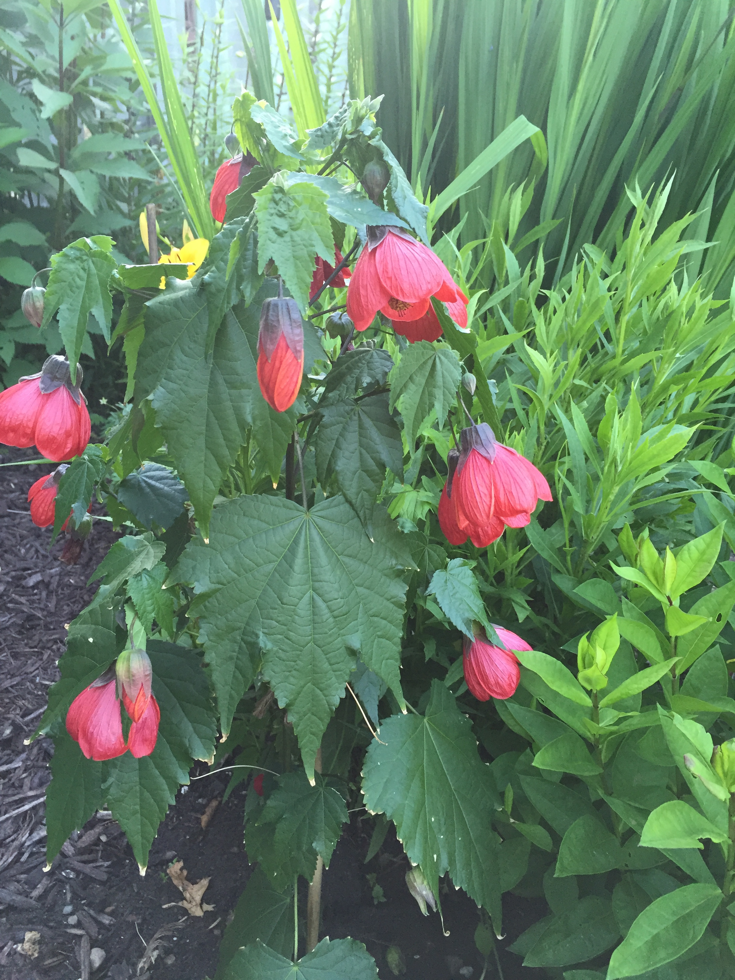 garden flowers