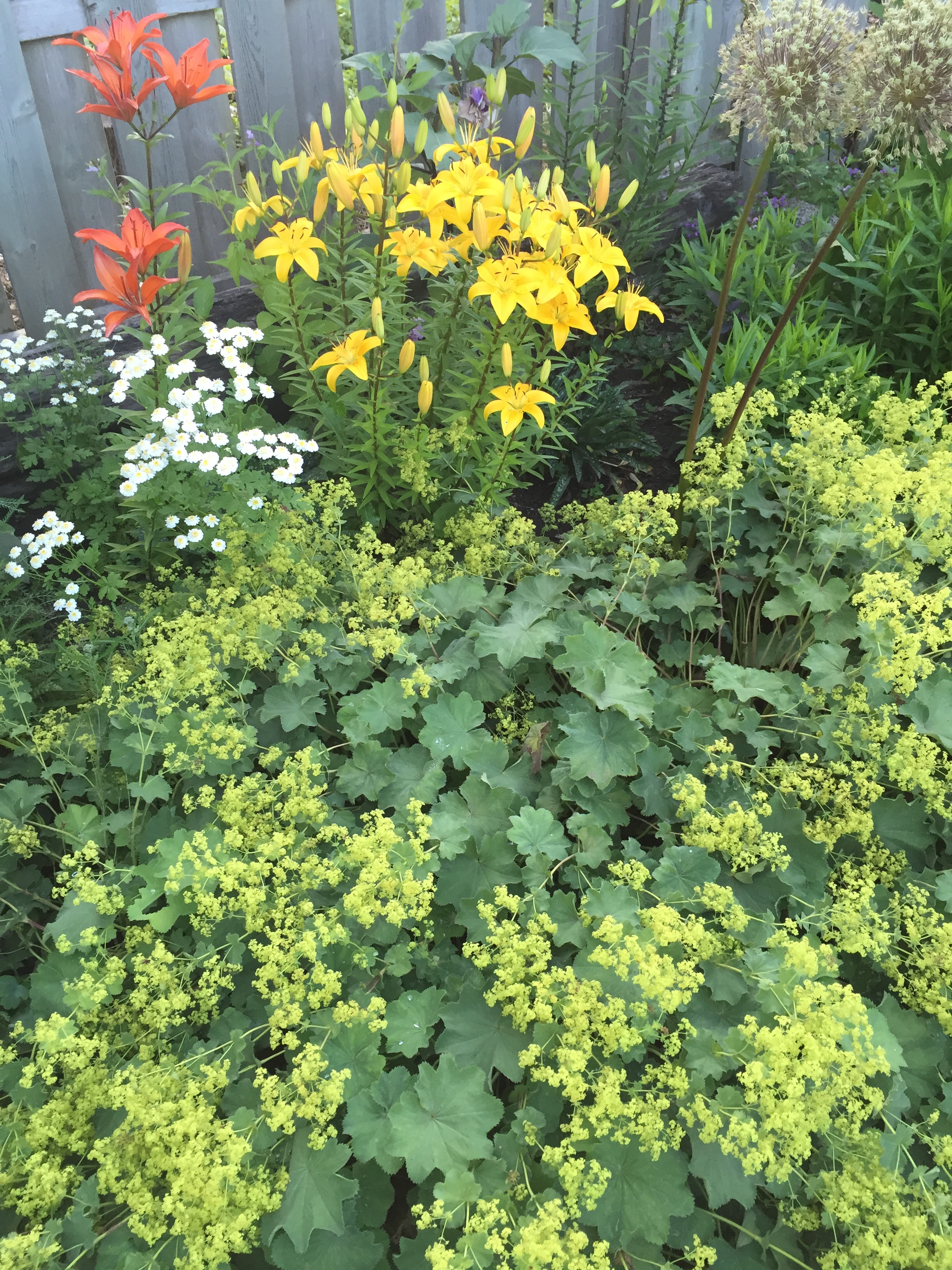 garden flowers