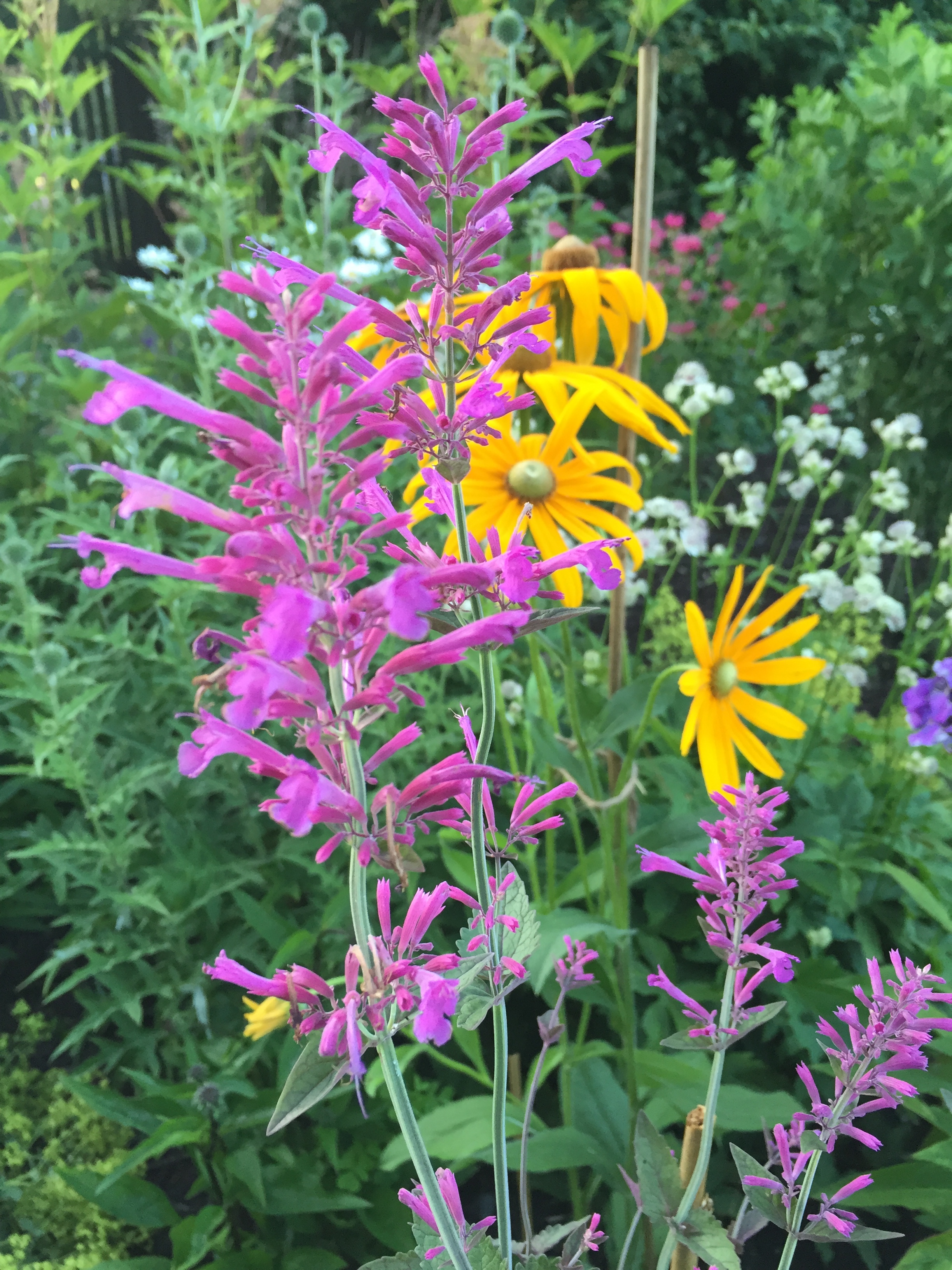 garden flowers