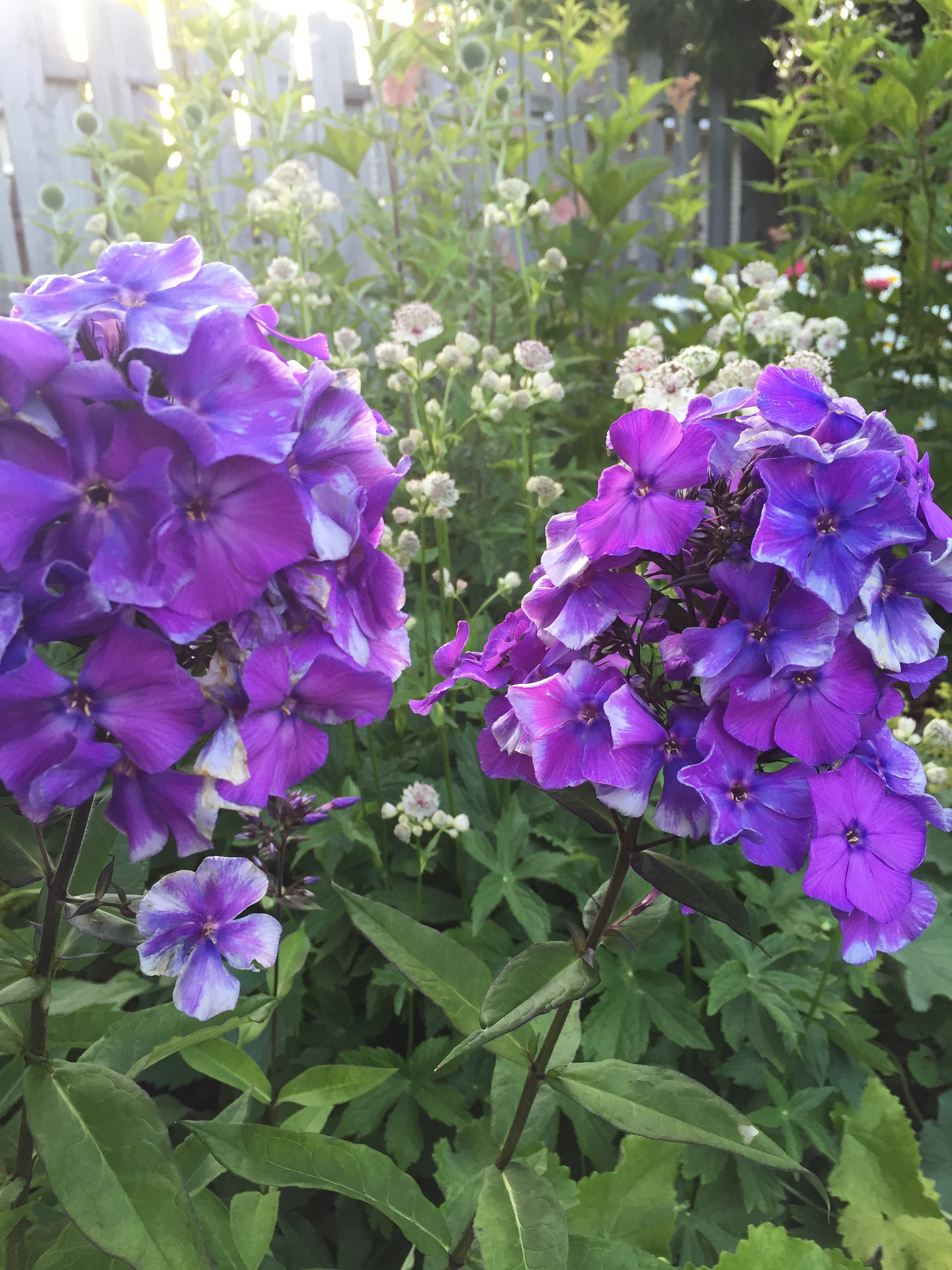 garden phlox