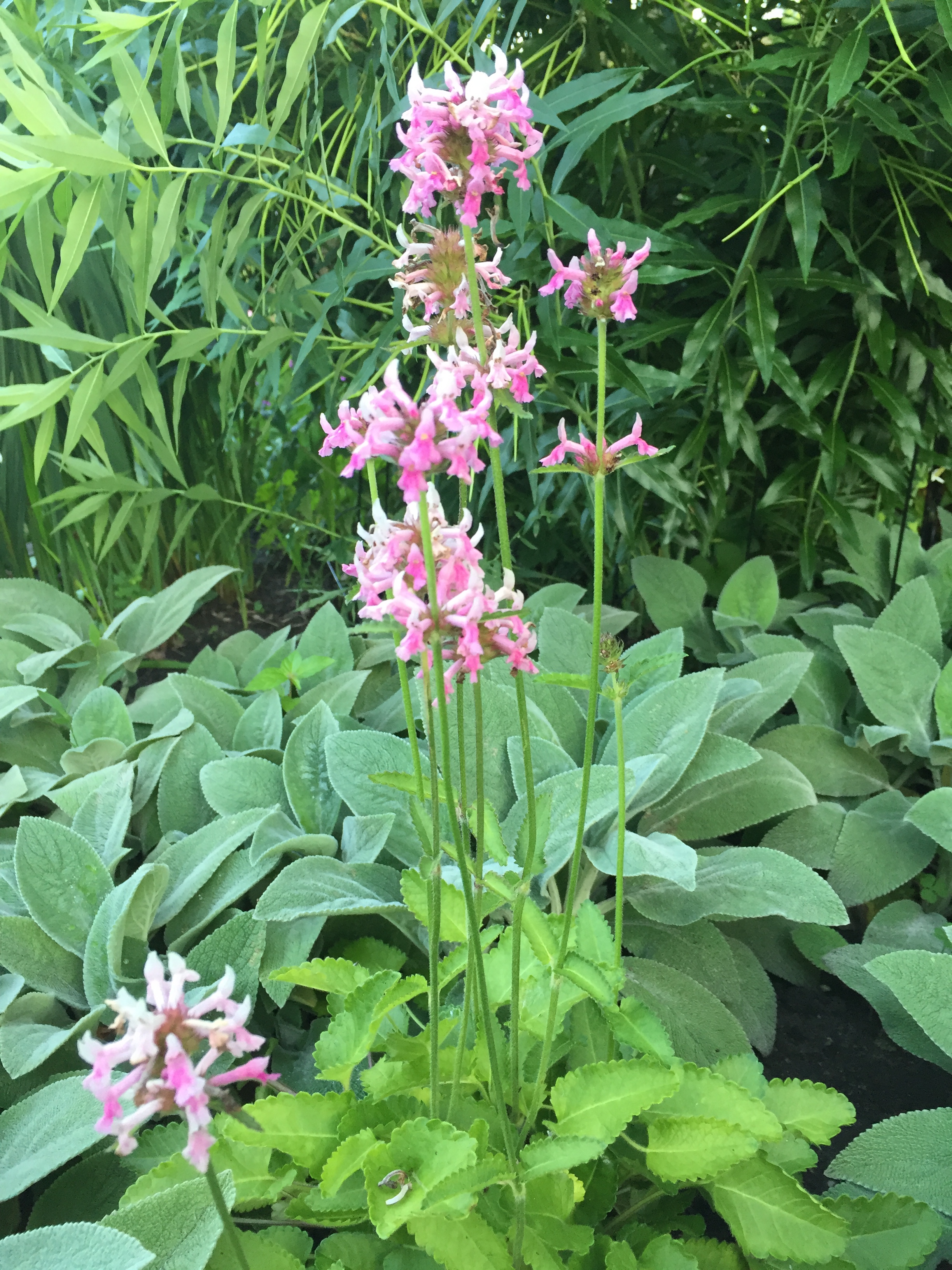 garden flowers