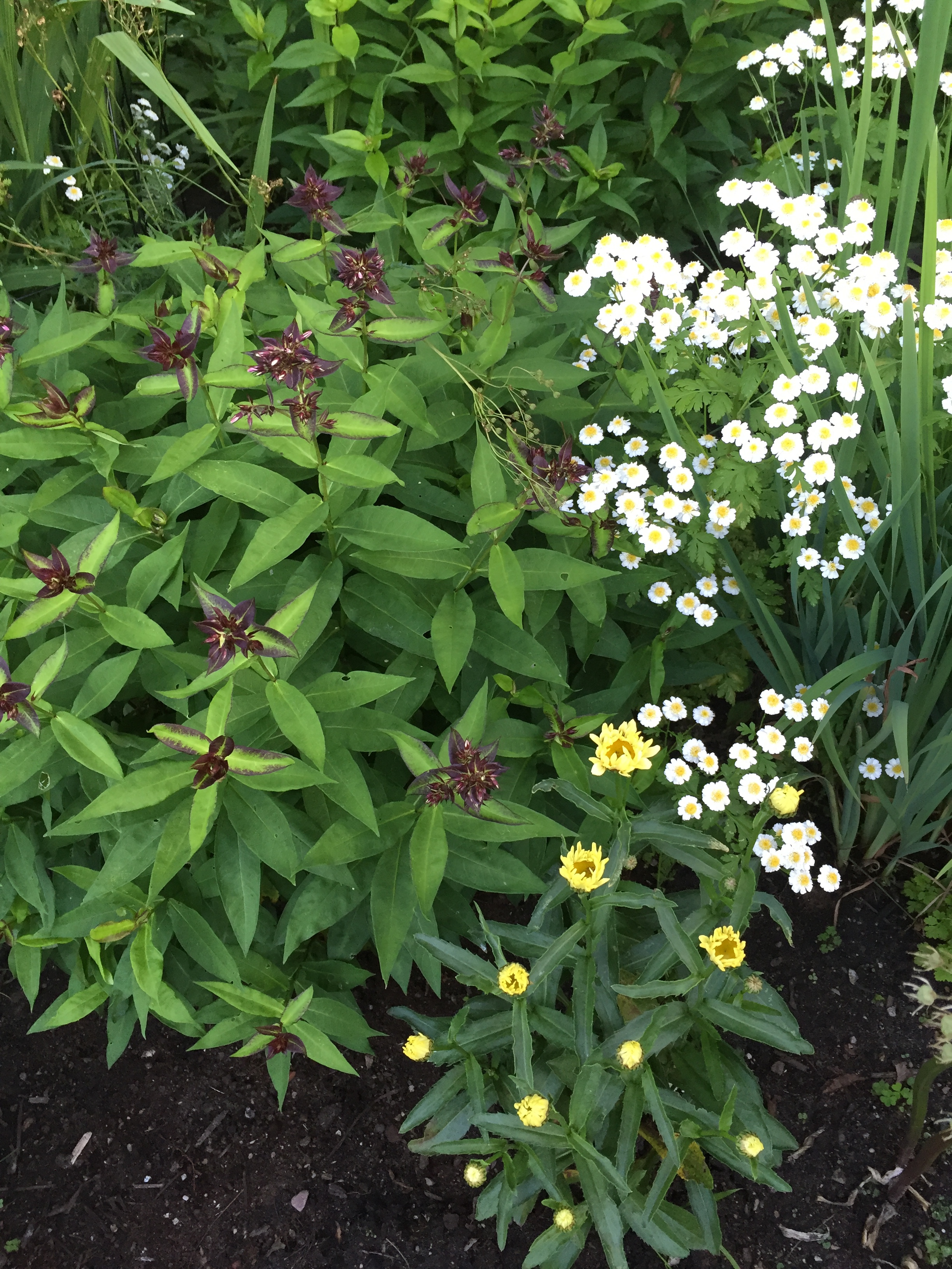 garden flowers