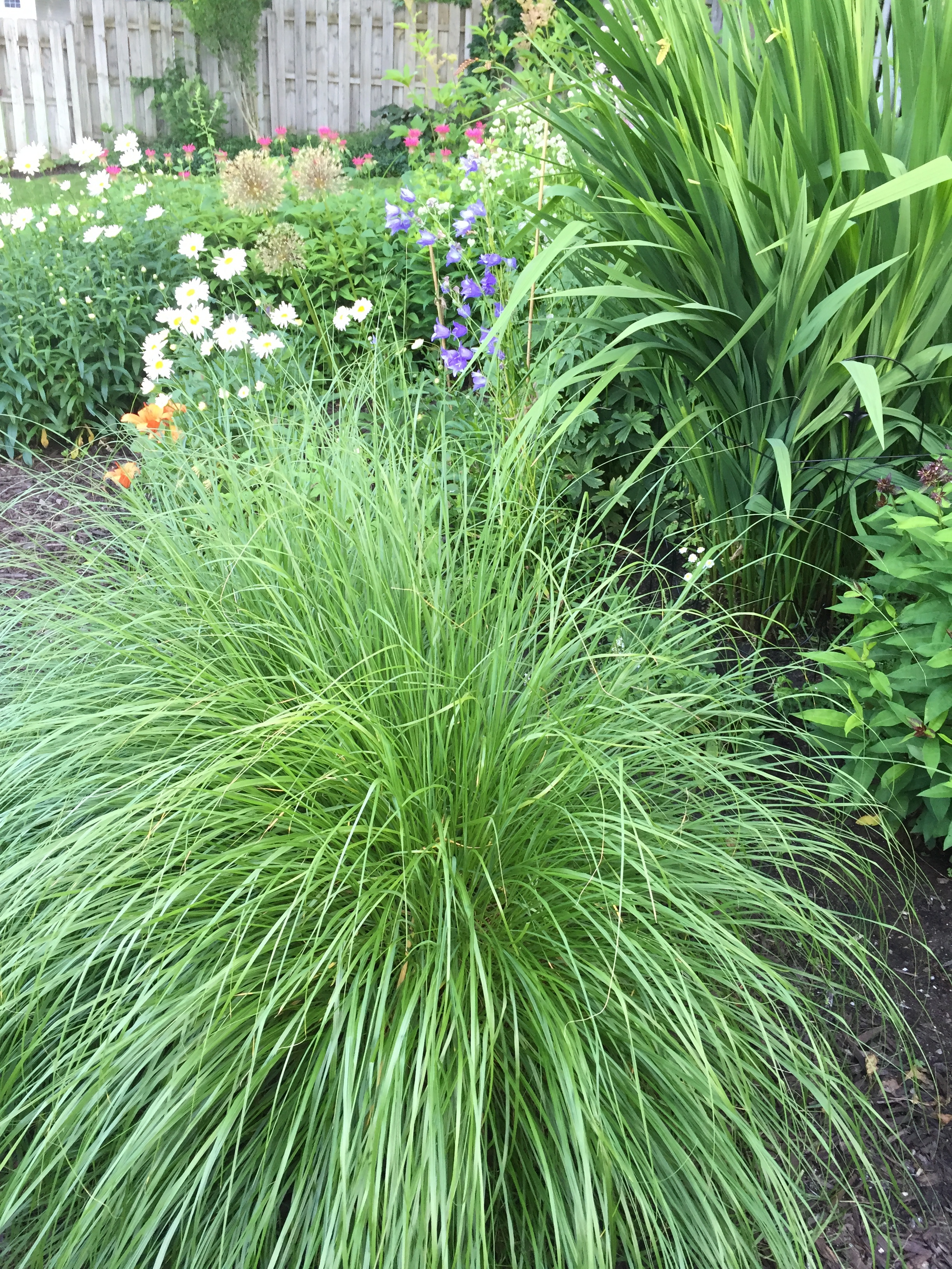 garden grasses