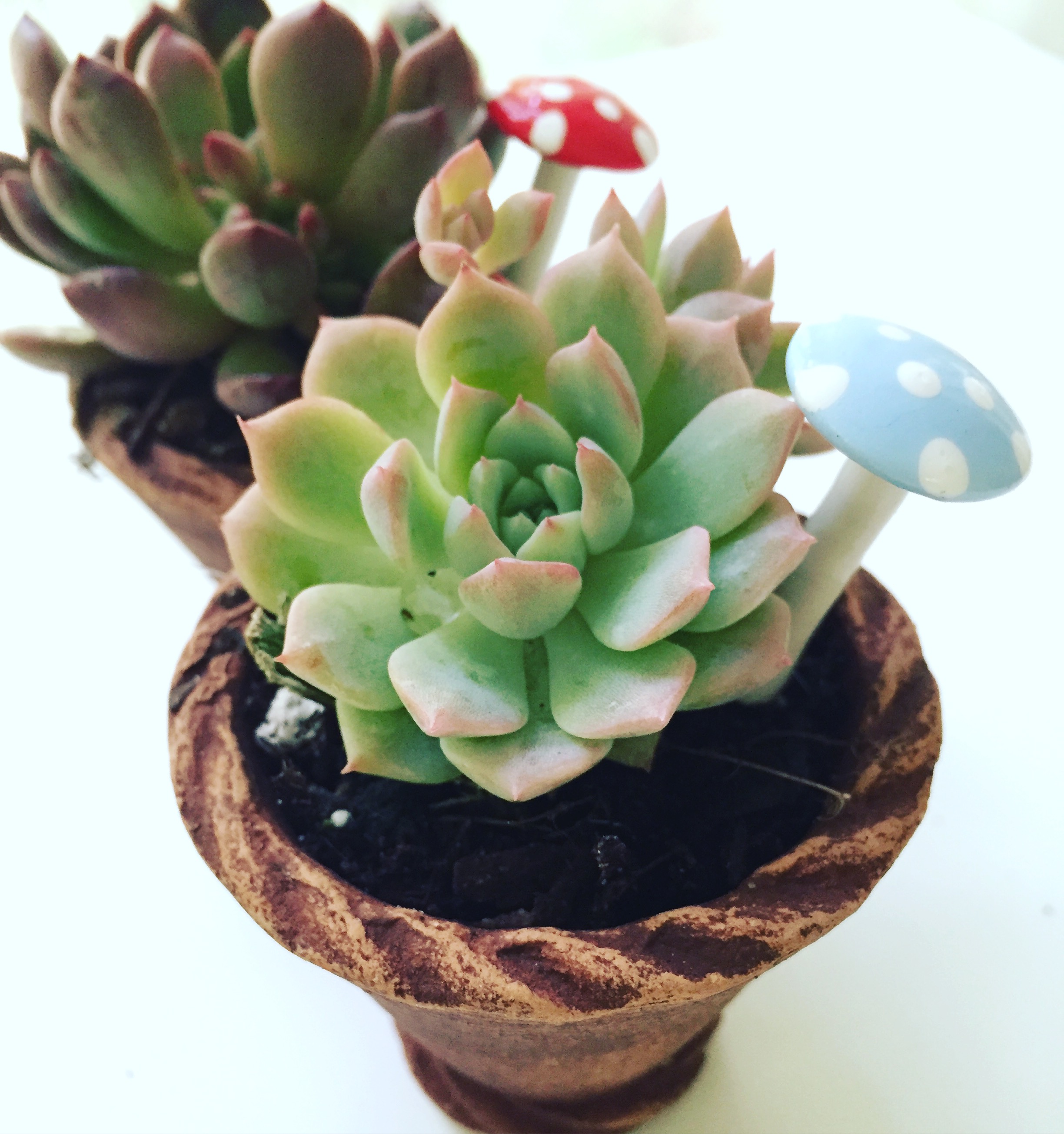 mini succulent