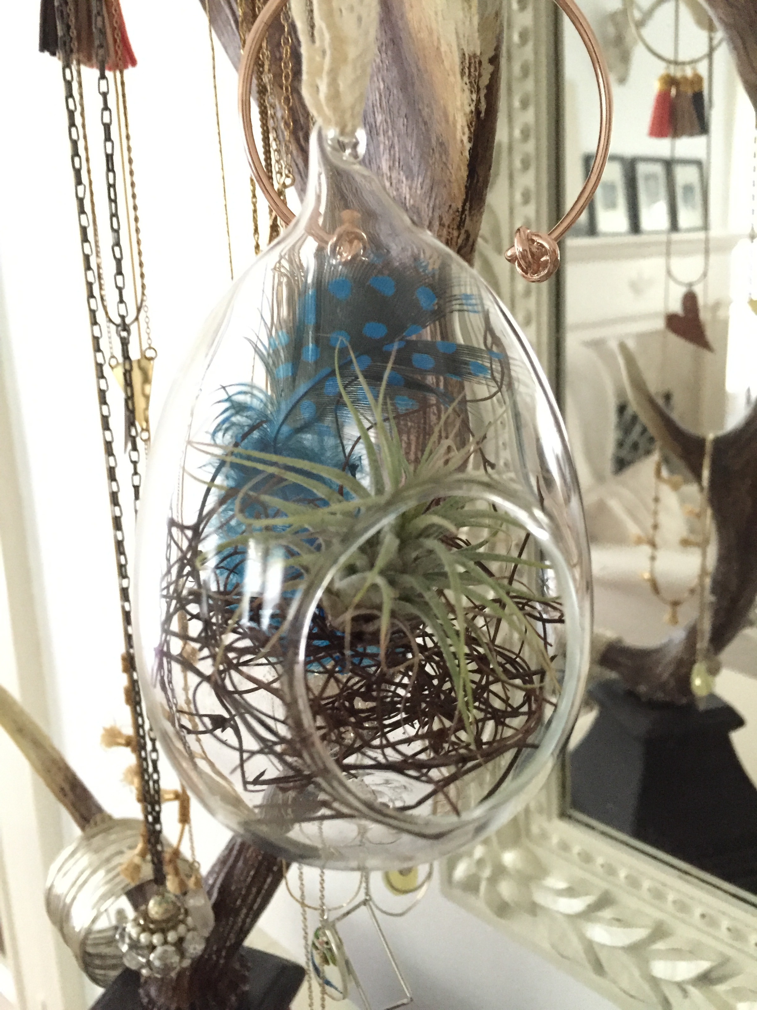 hanging terrarium