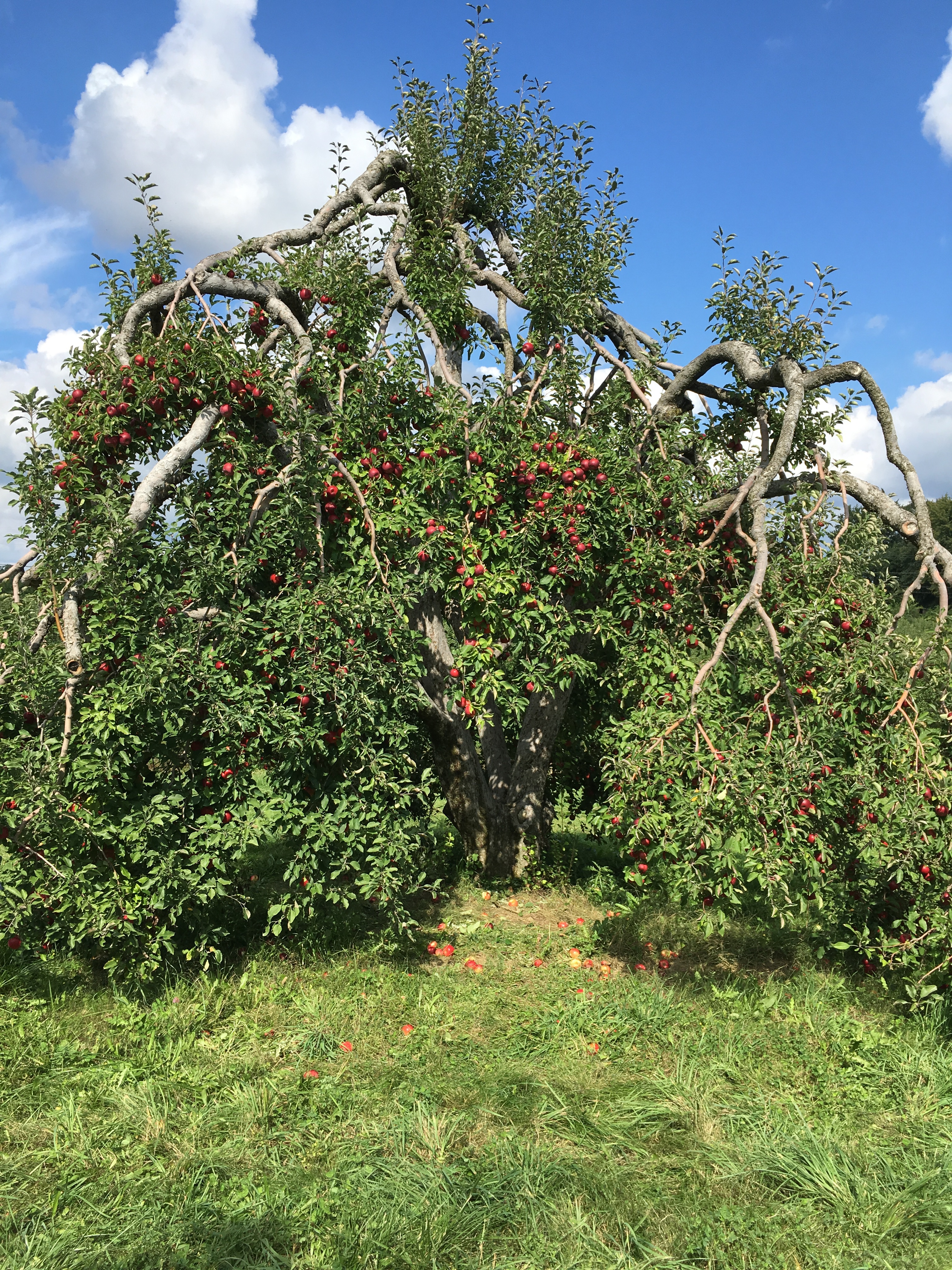 apple tree