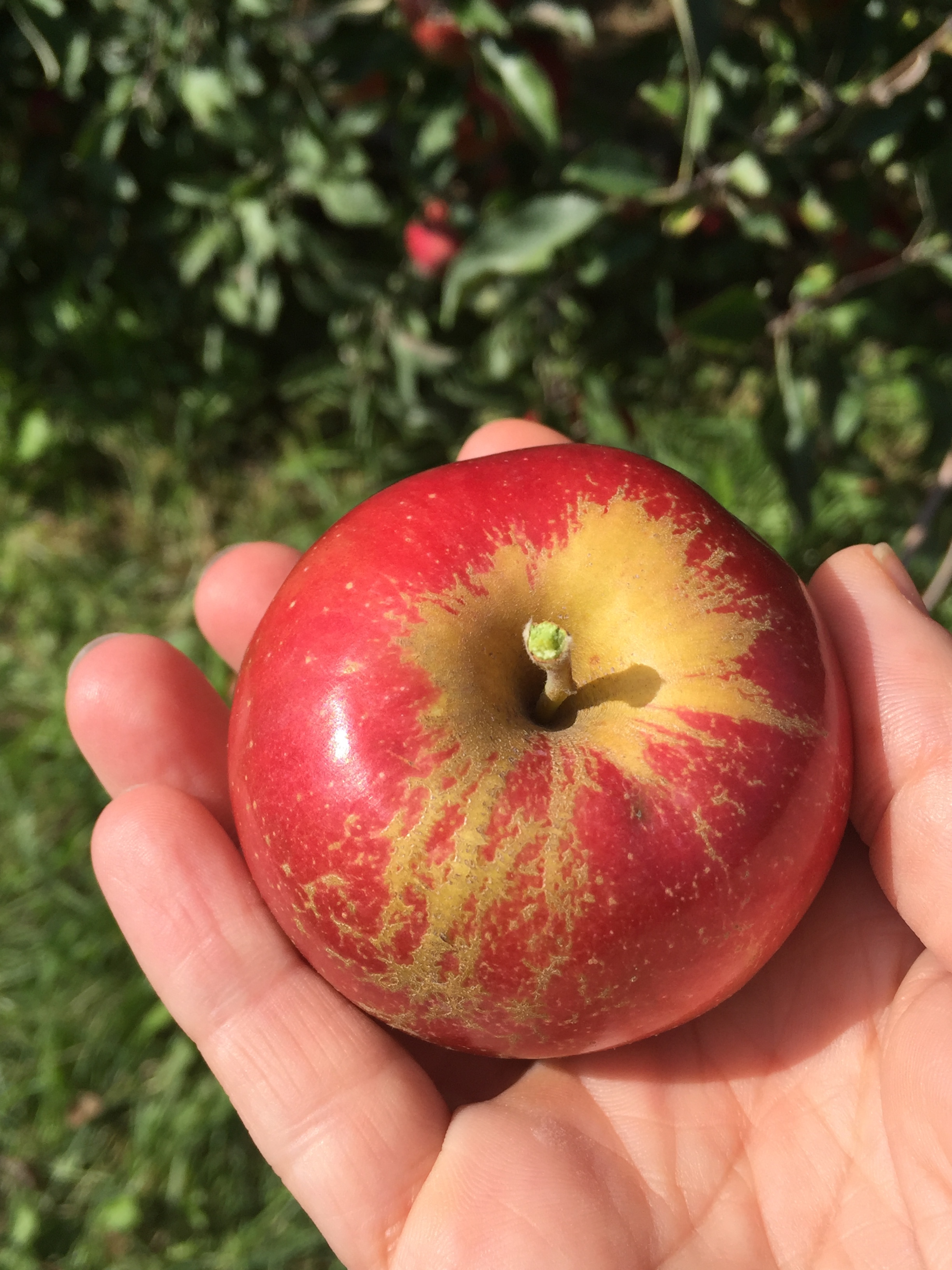 tiny Jonathan apple