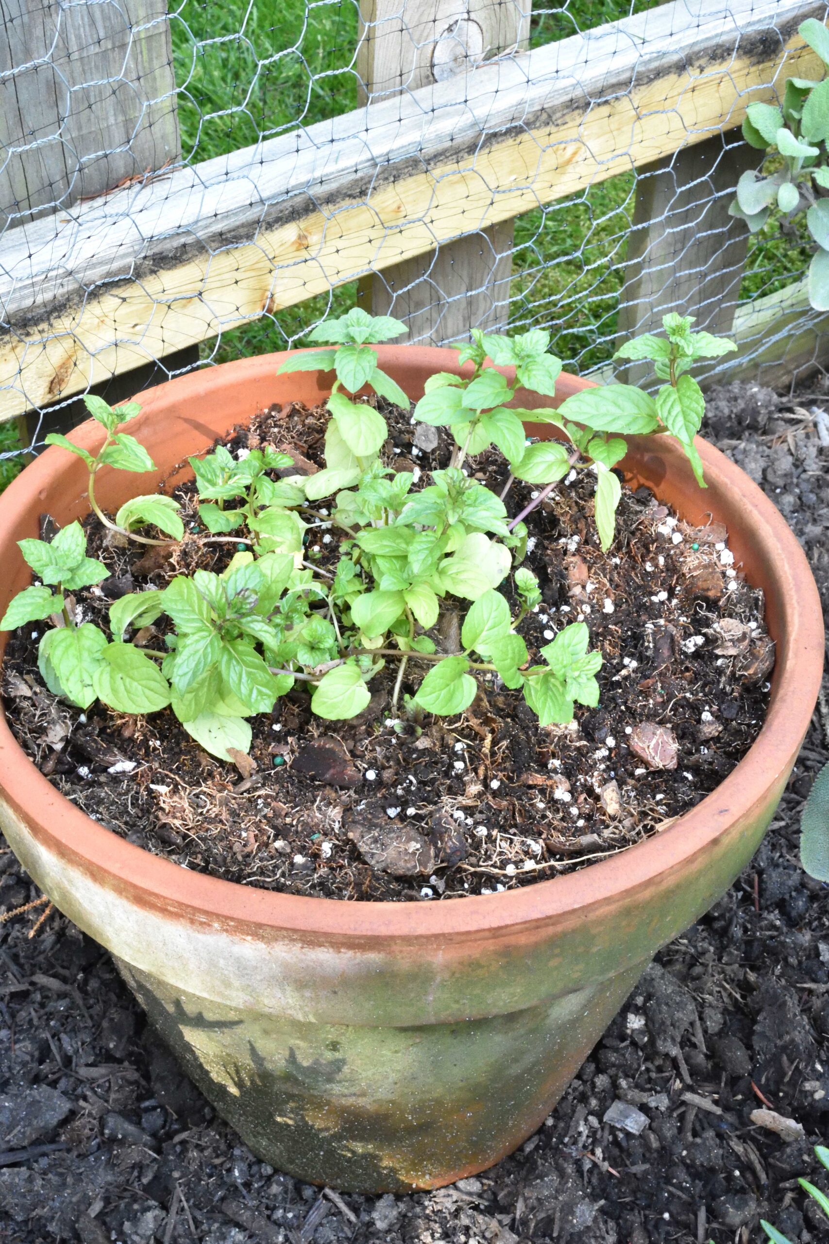 container gardening