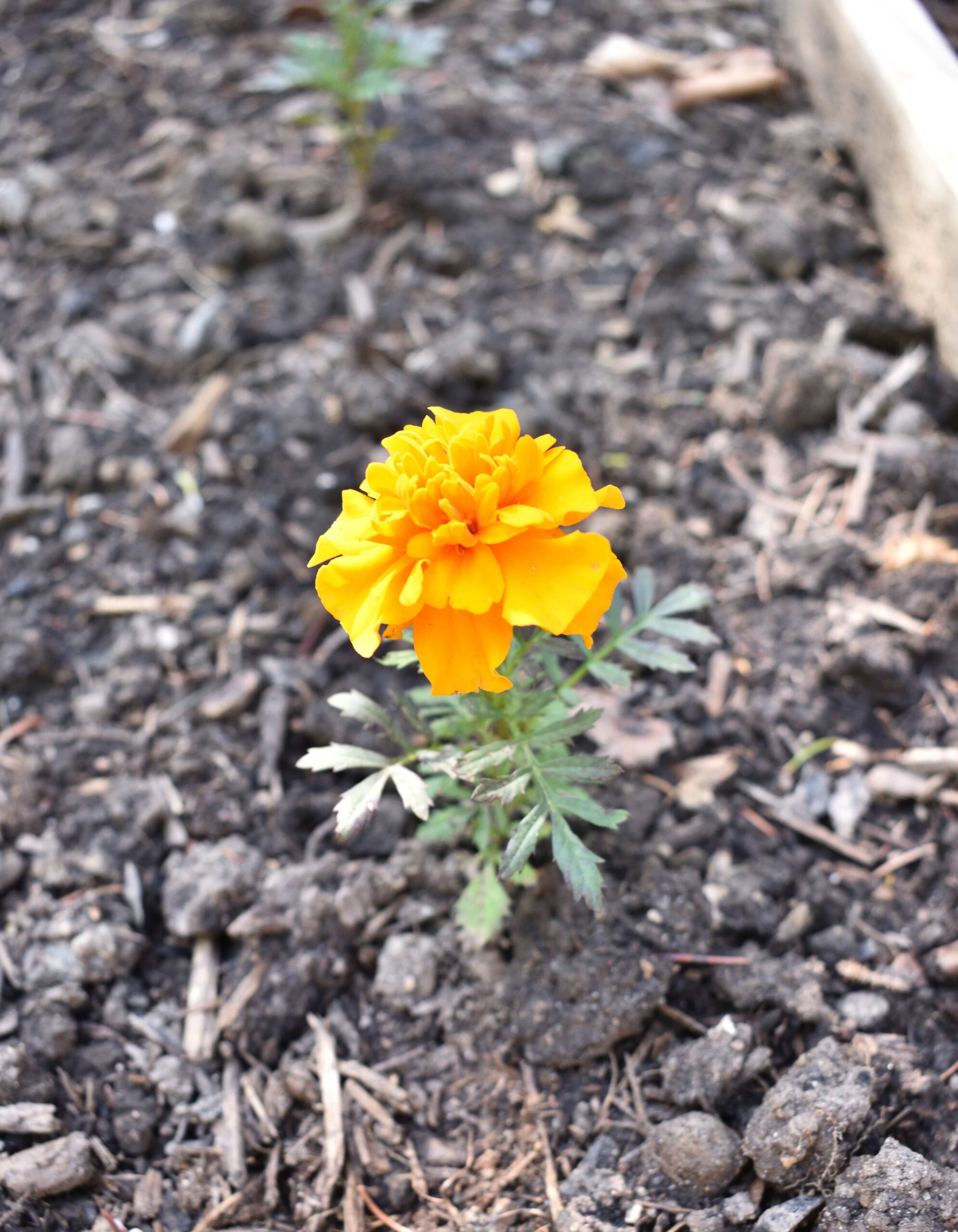 marigold, edible flowers