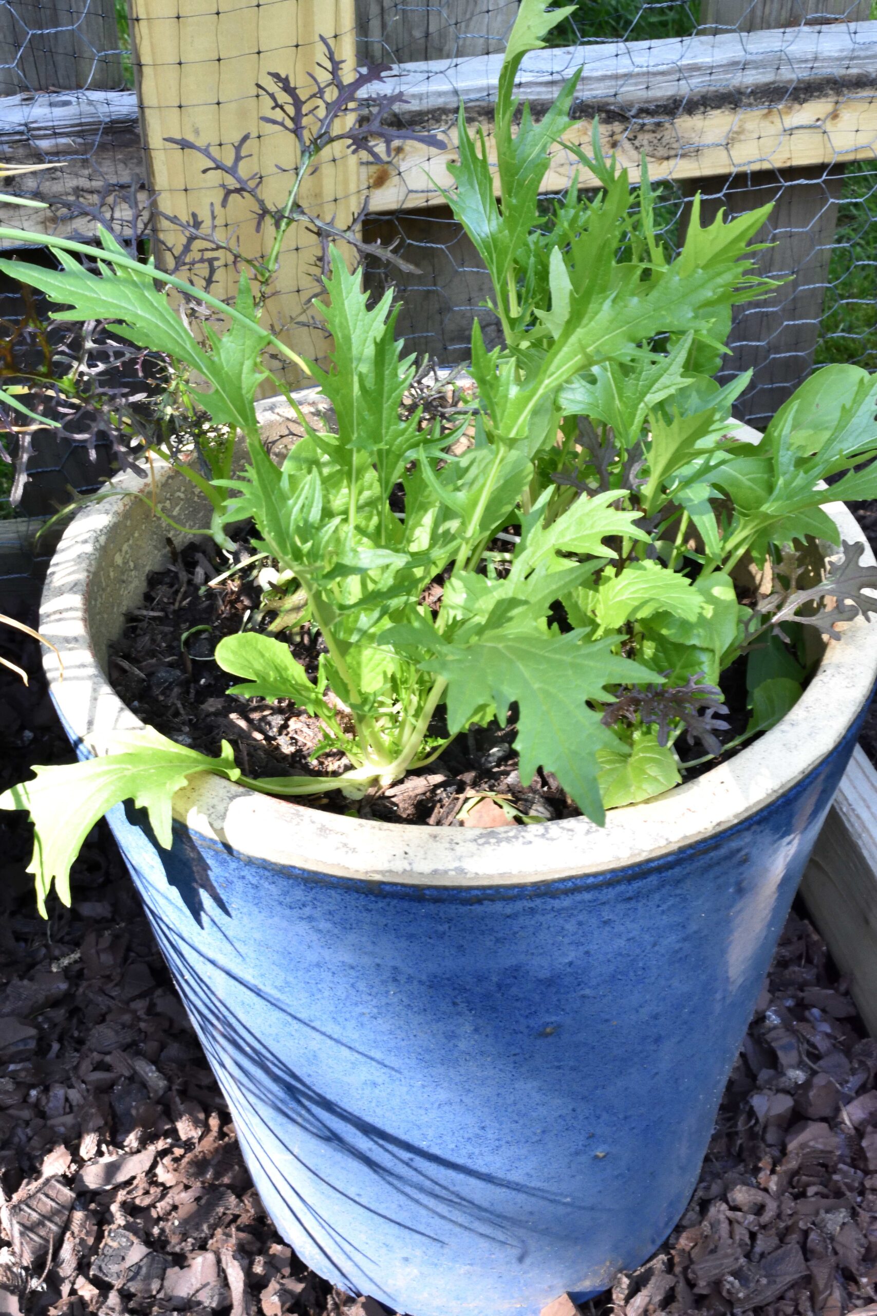 container gardening